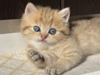 GOLDEN ERKEK BRİTİSH SHORTHAİR YAVRU