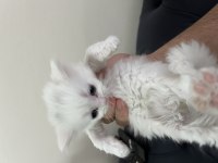 British shorthair yavrular