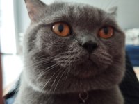 British shorthair mars yuva arıyor