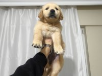 43 Günlük Golden Retriever