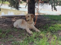 Çok sevecen dişi golden retriever