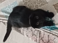 Scottish fold kedimize ömürlük yuva aranıyor
