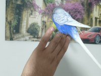 Acil muhabbet kuşumuz