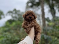Birbirinden güzel Toy Poodle bebekler