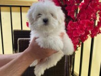 Maltese Yavrularımız