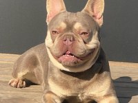 50 GÜNLÜK A KALİTE YAVRULAR FRENCH BULLDOG