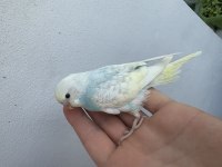 Renk güzeli yavru muhabbet kuşlar