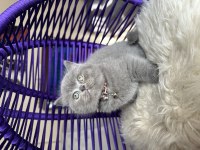 British Shorthair Safkan Yavru