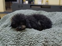 Mama karşılığı orjinal erkek toy poodle