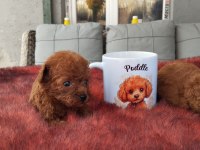 Kore toy Poodle yavrularımız ruhsatlı çiftliği mızden