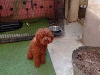 Meraklısına 1 numara poodle