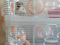 2 katlı kafesiyle çift hamster