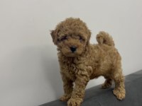 Kilo Boy Garantili Toy Poodle