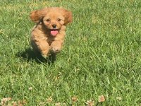 İpeksi Tüylü Neşe Küpü Maltipoo Yavruları