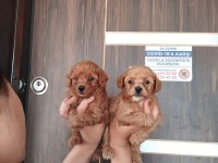 Maltipoo bebek yüzlü yavrularımız hazırlar