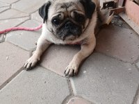 SAHİBİNDEN EĞİTİMLİ DİŞİ PUG