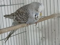3 Aylık Şov Jumbo Muhabbet Kuşlar