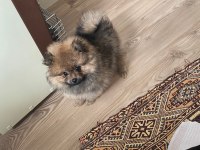 MÜKEMMEL ANATOMİ GÜLEN YÜZ TEDDY BEAR POMERANİAN BOO