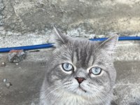 2 yaşında erkek kedimize dişi arıyoruz