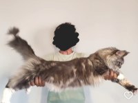 SAĞLIK VE IRK GARANTİLİ MİNİK MAİNE COON DEVLER