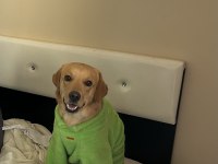 Labrador erkek oyuncu