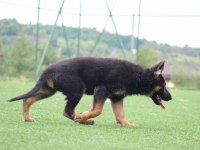 Showline erkek alman çoban köpeği yavru