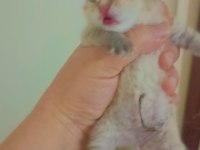 Şecereli golden anne baba yavruları kediler