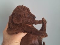 Poodle bebekler