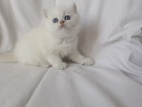 Safkan Cana Yakın Sosyal British Shorthair Bebekler