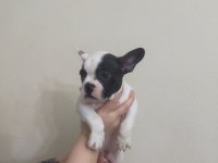 Son kalite french bulldog yavrular