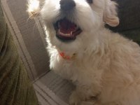 Çok tatlı maltese