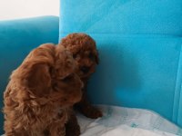 Poodle Yeni Yuvalarını Arıyorlar