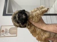 Yavru Shih tzu larım 