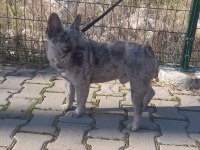 Blue merle 2 yaşında erkek french bulldog