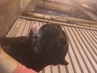 A Scr cane corso bebekler 04,04,2024