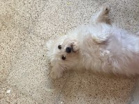 Terrier balım için güzel bir yuva