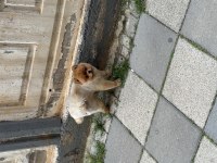 Orjinal ayı surat pomeranian