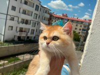 Çok güzel golden dişi british shorthair
