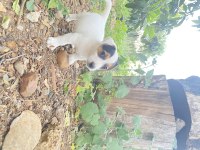Kısa bacak safkan jack Russell