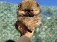 TEA CUP ORANGE AYI SURAT POMERANİAN BOO