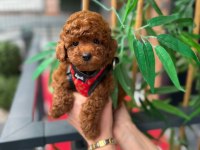 PREMİUM GÖRÜNÜMLÜ TOY POODLE YAVRUMUZ