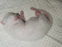 British Shorthair Sahiplendirme Beyaz
