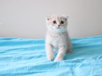 Muhteşem Scottish Fold Bebekler