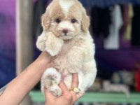 Maltipoo yavrularımız
