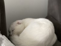 Sevimli oyuncu scottish fold minişimiz (açıklamayı okuyunuz)