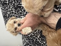 Kg garantili kore maltipoo bebeklerimiz