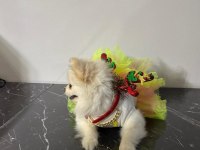 Pomeranian boo kızımız