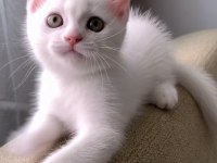 Beyaz British Shorthair