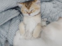 Gold british shorthair yavrumuz rezerveye açılmıştır