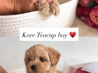Maltipoo bebeklerimiz Kore kan